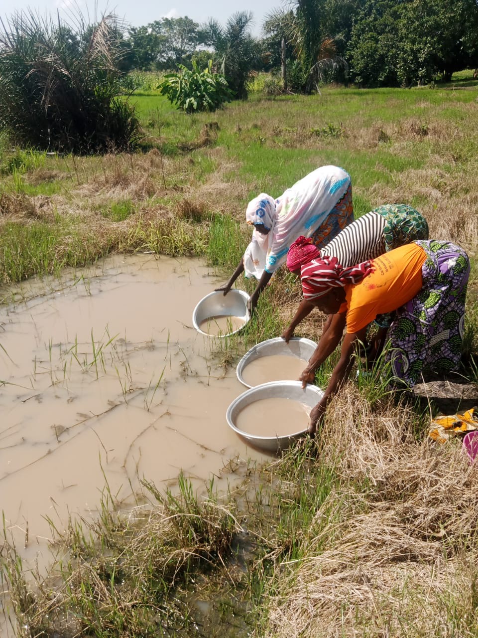 Three women bending at the edge of a muddy pond, collecting water in metal bowls in a rural field.
